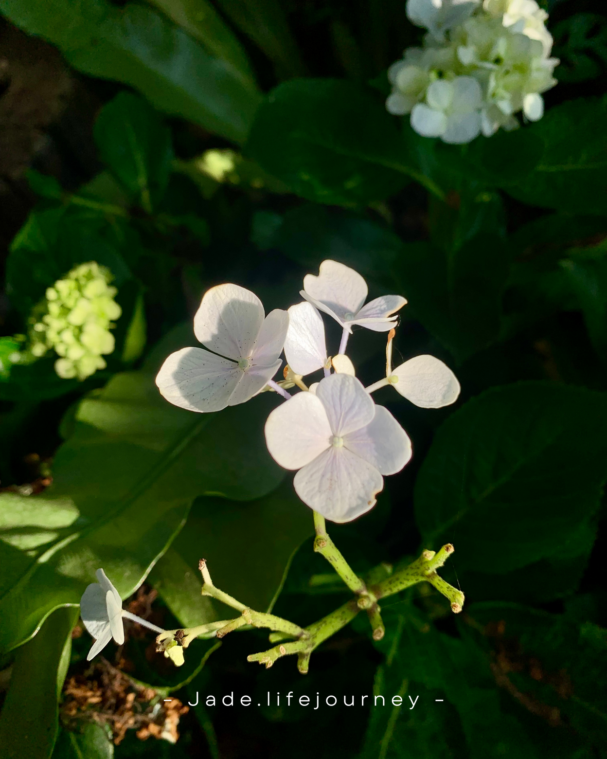 Dám viết